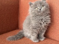 A kalite british longhair yavrumuz