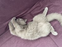 9 aylık British shorthair