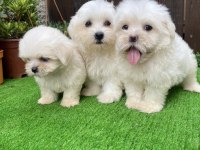 Kilo garantili Maltese yavrular