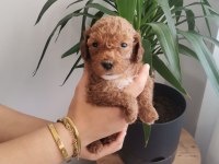 ÜST KALİTE 0 NUMARA MALTİPOO YAVRULARIMIZ