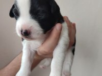 Tibet Terrier 15 günlükler