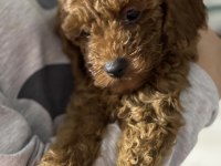 Orjinal Kore toy poodle erkek üst kalite ırk garantili