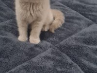 British fold shorthair kedimiz