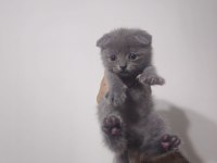 Gri Kırık Kulak Yavru Scottish Fold