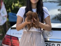 Micro teacup boy kornea POODLE bebeklerimiz