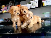 IRK VE SAĞLIK GARANTİ ORJİNAL MALTİPOO BEBEĞİMİZ