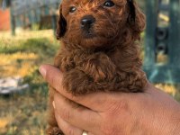 Toy poodle yavru 2 aylık