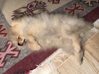 3.5 AYLIK POMERANİAN BOO