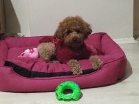 Toy Poodle Ve Maltipoo