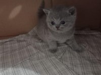 British Shorthair Scottish Fold Gri Renk Yavrular