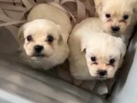 Sevimli maltipoo tüyler