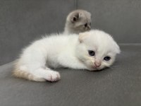 Scottish Fold Yavrular