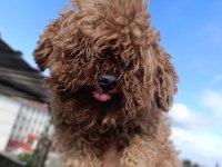 ERKEK POODLE YETİŞKİN