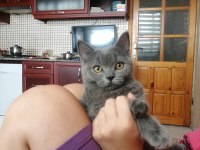Kendi kedimin british shorthair yavruları