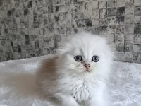 Aslan parçası british longhair