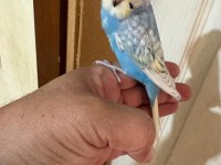 35 GÜNLÜK RENK GÜZELİ ÇEK BEBEK KUŞUMUZ