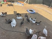 Sahibinden satılık kazlar
