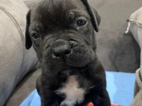 Irkının en iyisi cane corso yavrular kapıda ödeme mevcut