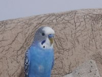 Erkek muhabbet kuşu kafes te dahil