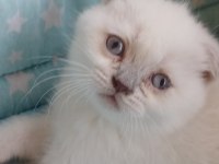 Scottish fold yavrularımız