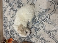 Maltipoo dişi 3 aylık