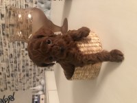 Safkan Toy Boy Poodle Red Brown Yavru