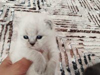 British blue point yavru kedimiz