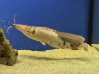Clarias kedi balığımız