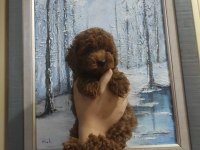 En Uygun En Garanti Boy Kore Poodle