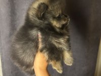 Tuvalet eğitimli sınıfının en iyisi köpeğimiz