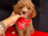 Safkan Toy Poodle Bebekler