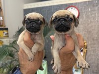 Dişi Pug Mops Minikler