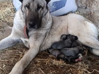 Sivas kangal yavrularımız sahiplendirilecektir