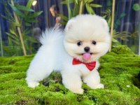 Ayı sürat pomeranian yavrularımız
