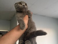4 aylık scottish fold erkek kedimiz