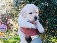 Erkek yavru golden retriever