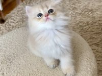 Safkan British Longhair Blue Golden erkek yavru