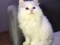 British Longhair ve British Shorthair,