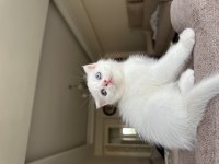 Dişi scottish fold uyguna verilecek çok güzel ve çok uysal