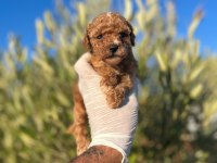 TOY POODLE BEBEKLERİMİZ