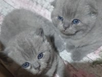 44 günlük scottish fold yavrularımıza yuva arıyoruz