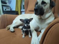 Üç aylık erkek pinscher