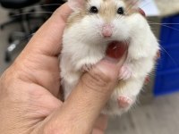 EVCİL HAMSTER YAVRULARIM