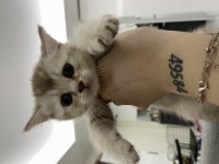 Golden british shorthair oğlumuz