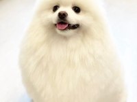 AYI SURAT POMERANİAN BOO YAVRULAR