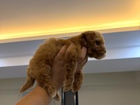 KOYU RENK KORE TEACUP MALTİPOO YAVRUMUZ YENİ YUVASINA HAZIR