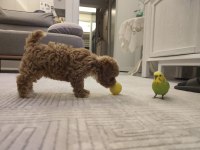 Orjinal Gerçek Teacup Maltipoo