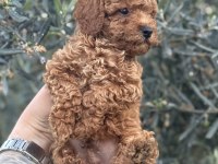 BEBEK YÜZ POODLE YAVRULARIMIZ HAZIR