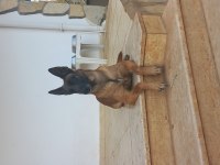 Belgian Malinois, dişi 22 aylık