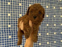 Teacup poodle bebekleri